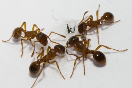 Уничтожение муравьев   в Краснознаменске 