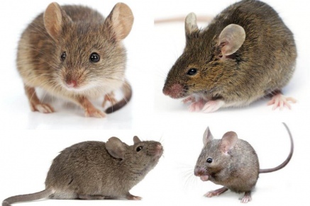 Уничтожение (дератизация) мышей   в Краснознаменске 
